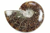 Polished Ammonite (Cleoniceras) Fossil - Madagascar #364971-1